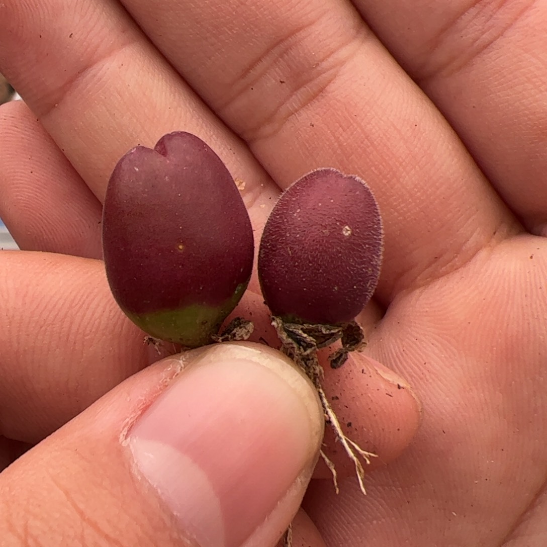 0211号翠滴 多肉植物 2颗