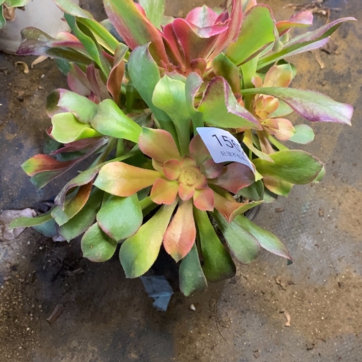 品***蔬雅典娜多肉断头不包1562