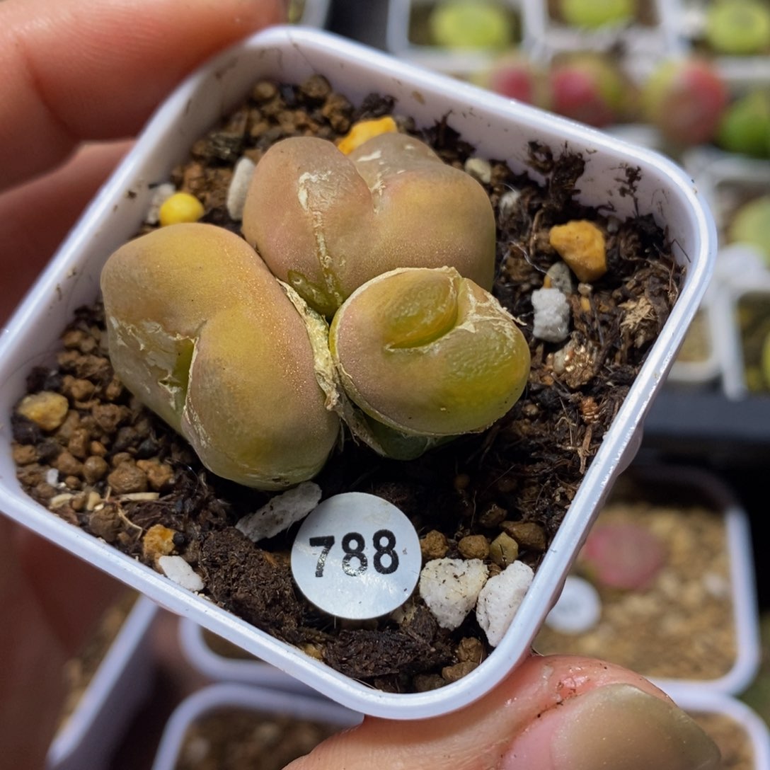 4头干疤福利（多肉植物