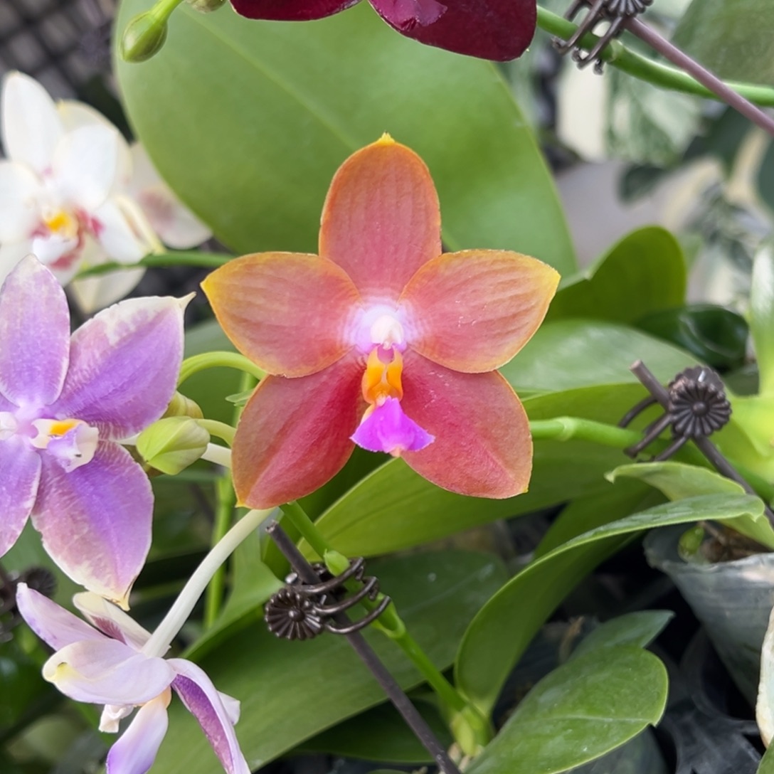 完全开放21号，88米