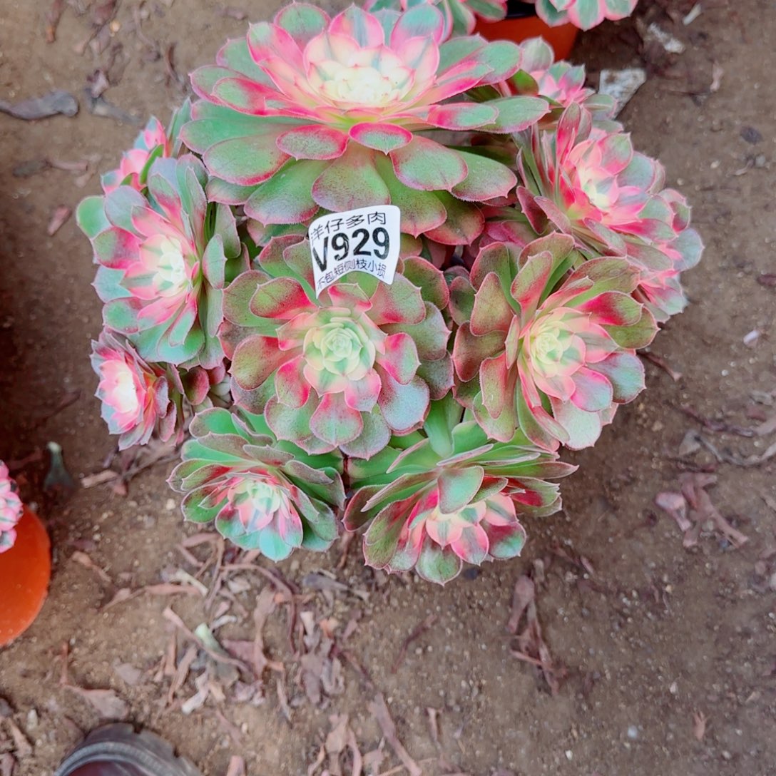 荔枝法师929冠幅22特价