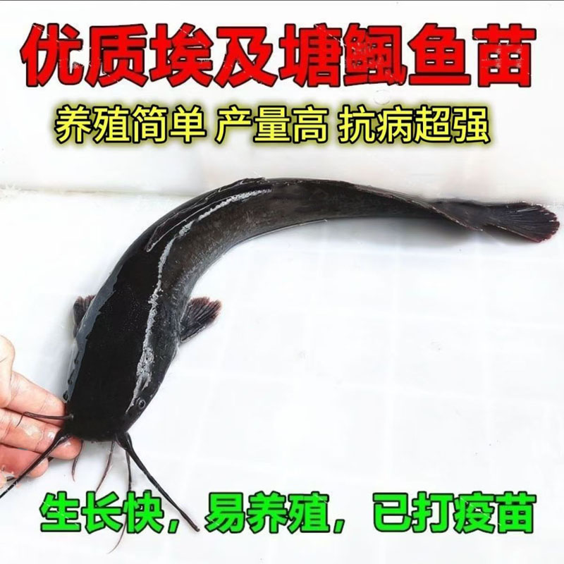埃及塘鲺鱼苗八须革胡子鲶鱼埃及鱼苗塘角鱼鲶鱼苗