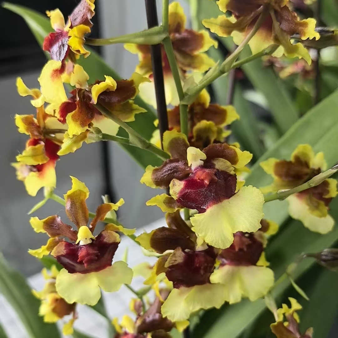 《坤姐》双色文心兰