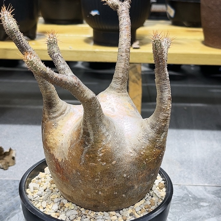 潮流植物金皮妖娆宫，