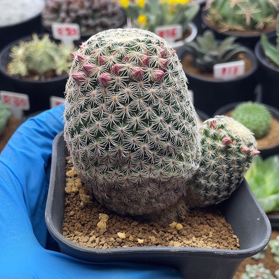 n***我实生老桩白子法师专拍