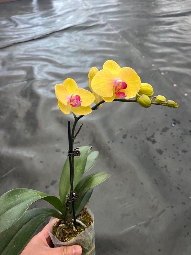 鲜花《皇贵妃》蝴蝶兰云南源头基地直发