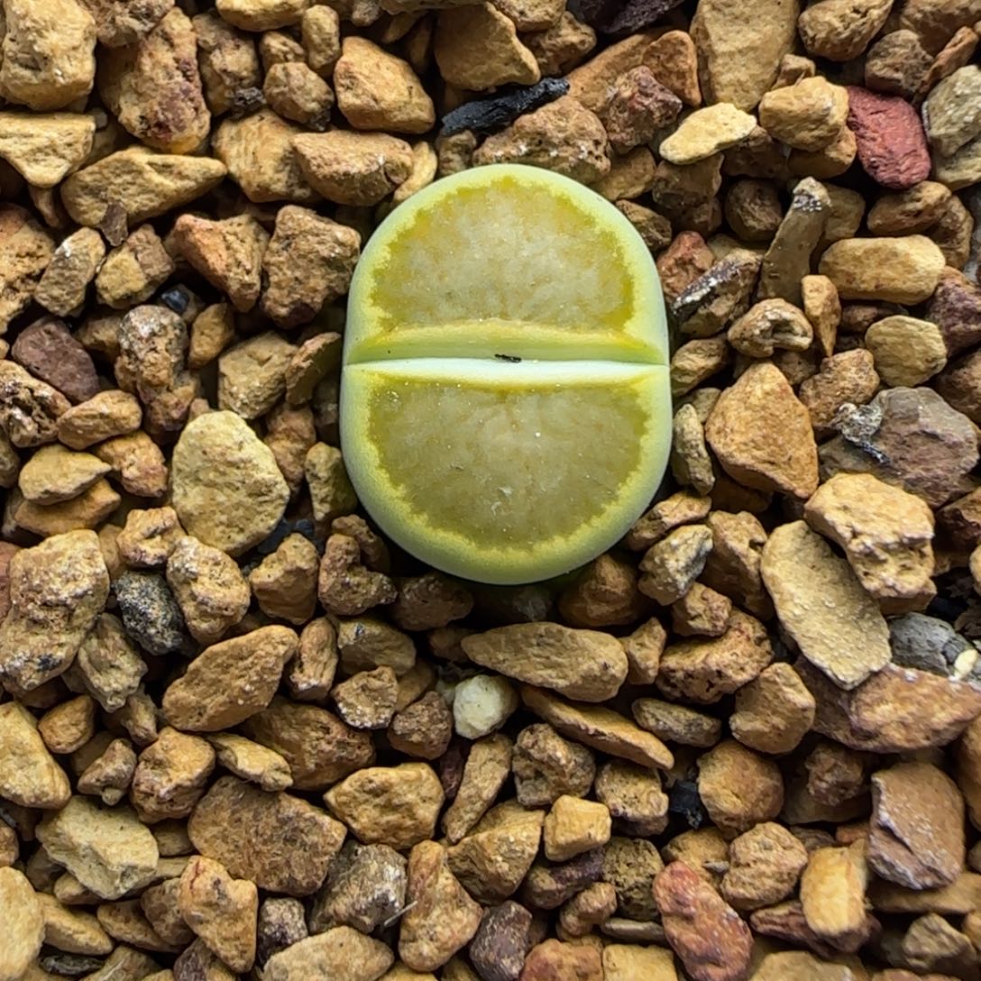 183 生石花大棚直播