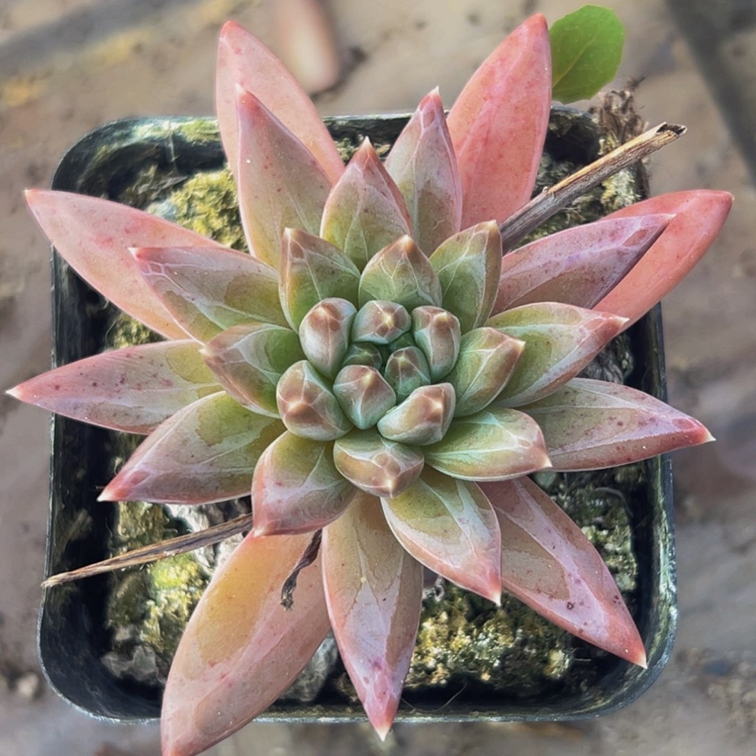 桔云多肉美人精品系列