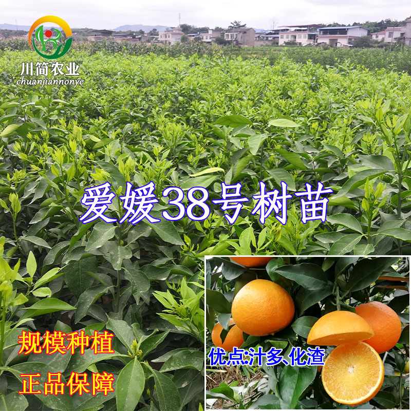爱媛38号树苗网红果冻橙苗四川嫁接果冻橙树苗早熟柑桔苗嫁接橘苗