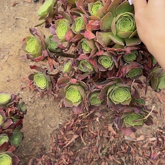 感**心87加急发明天早上八点左右吧