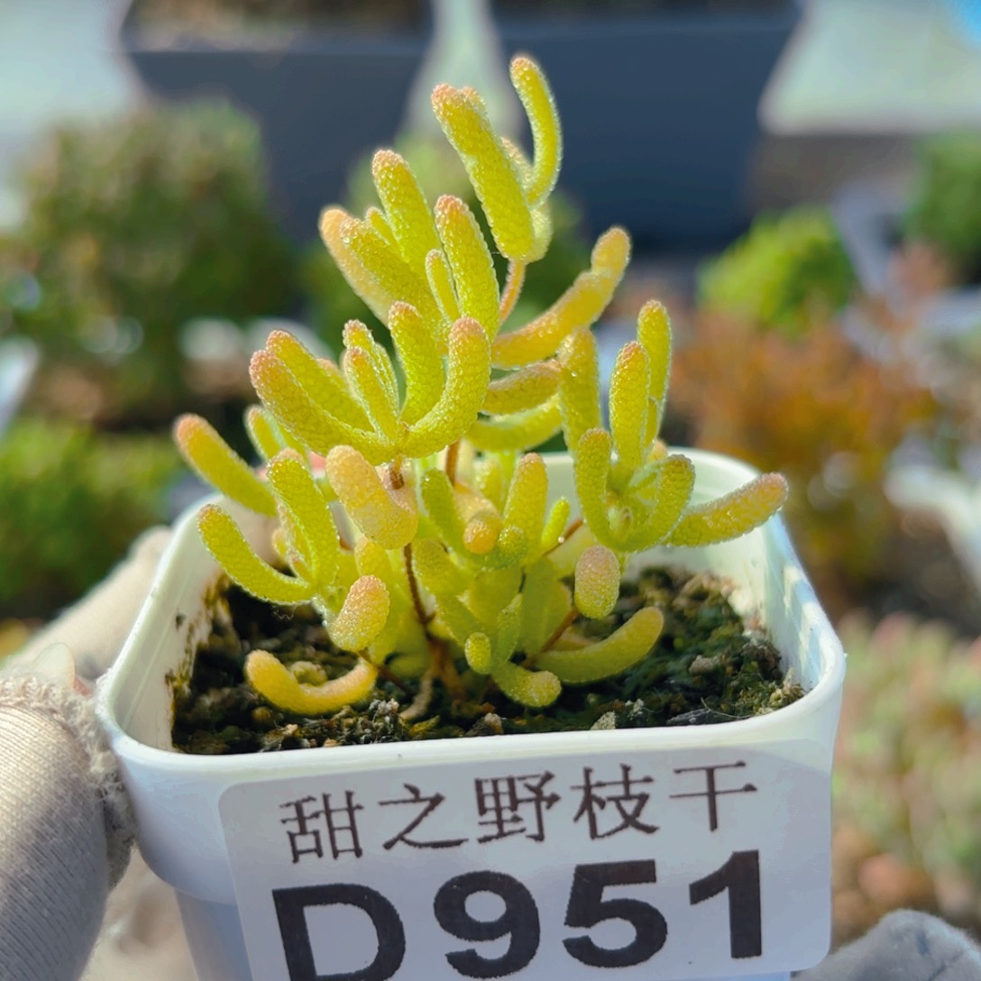 阿*～糖球锦951。         