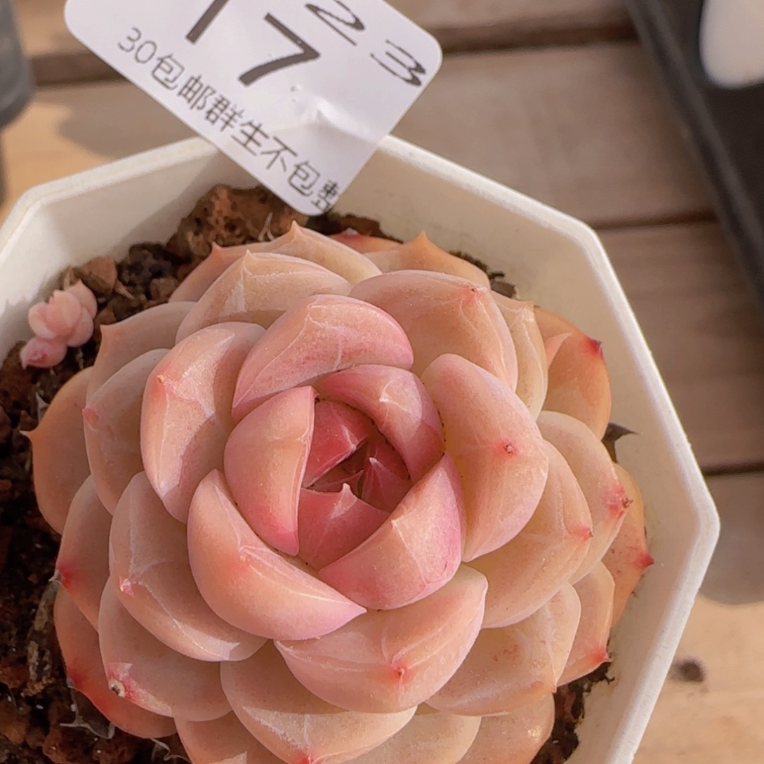 紫心明月心单头一颗