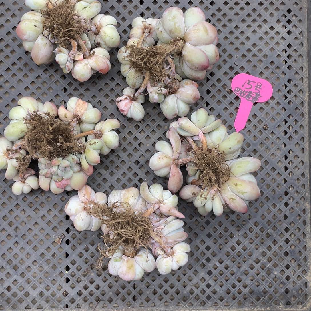 冰玉五个一组，不包断枝