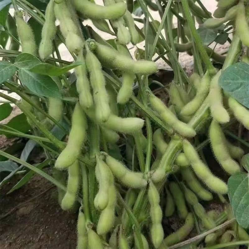 新鲜农家自种毛豆时令蔬菜