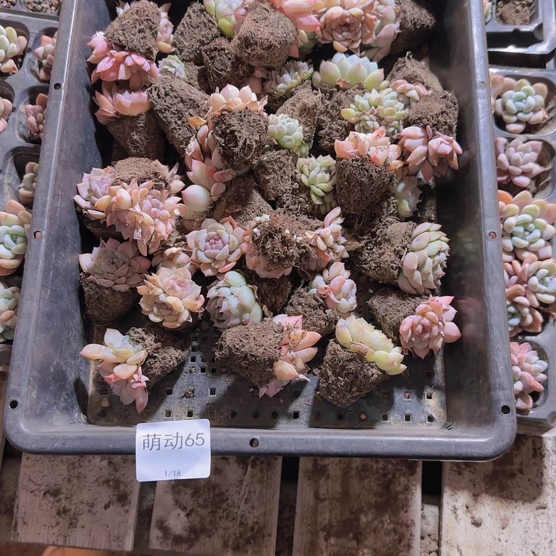 直播一物一拍多肉65