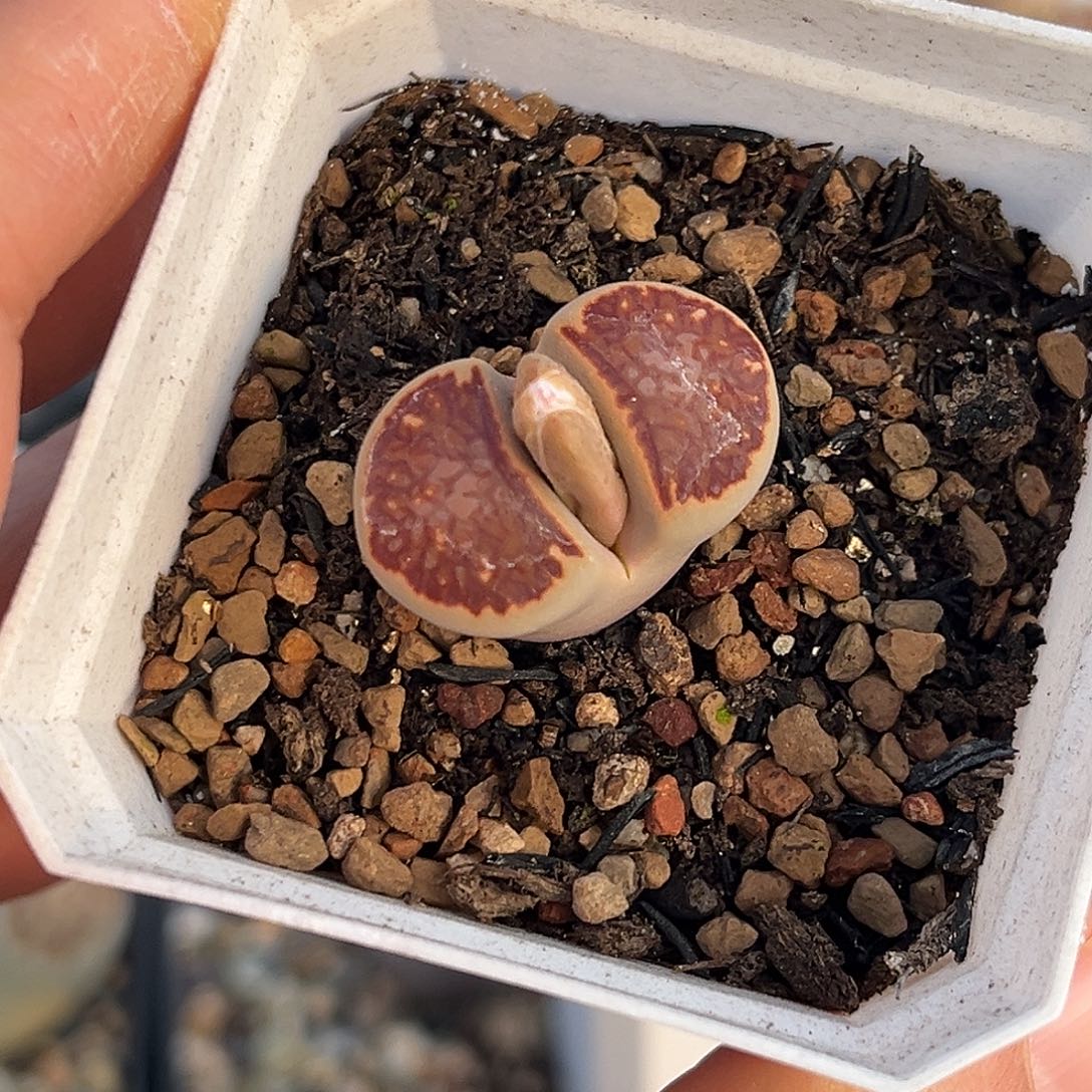 一物一拍菊母本2115红窗菊