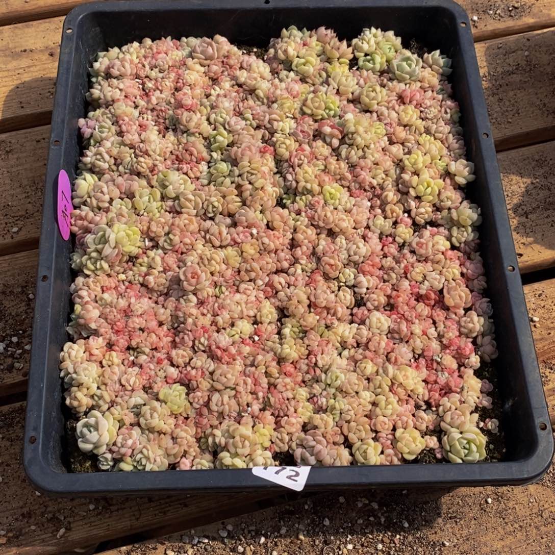 Y*172的人和我一起看电影