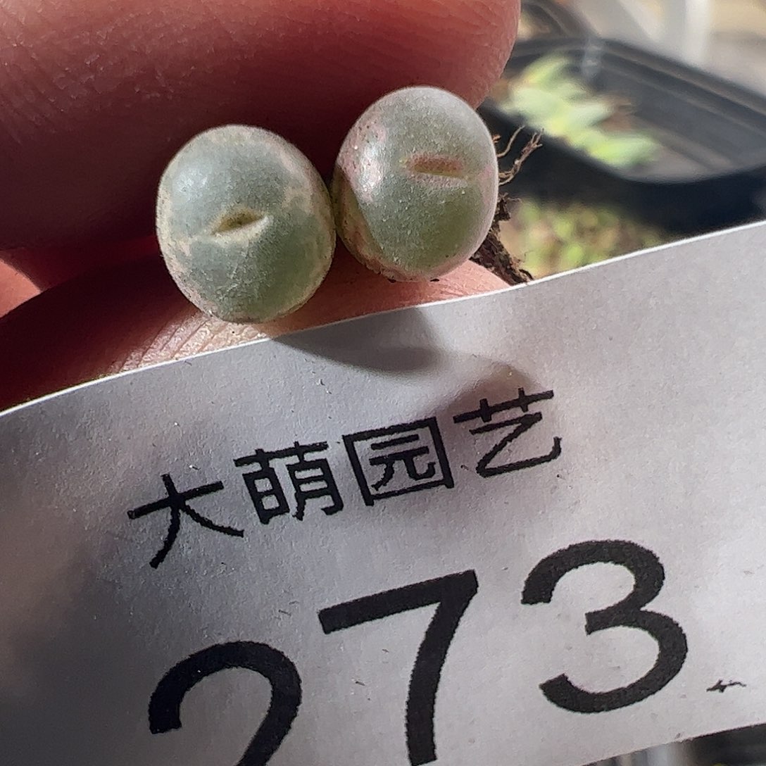 一物一拍正版安格尼斯之眼，273