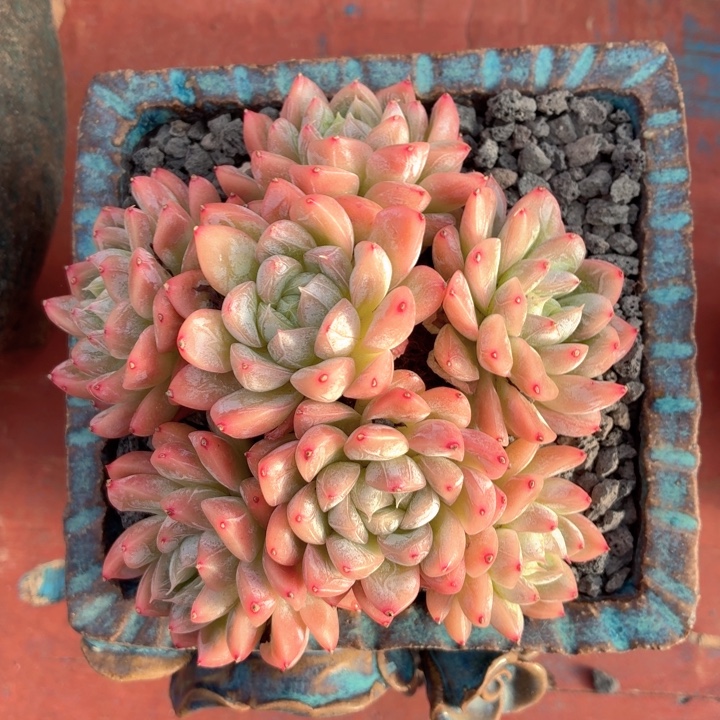 多肉植物 安妮一物一拍-4