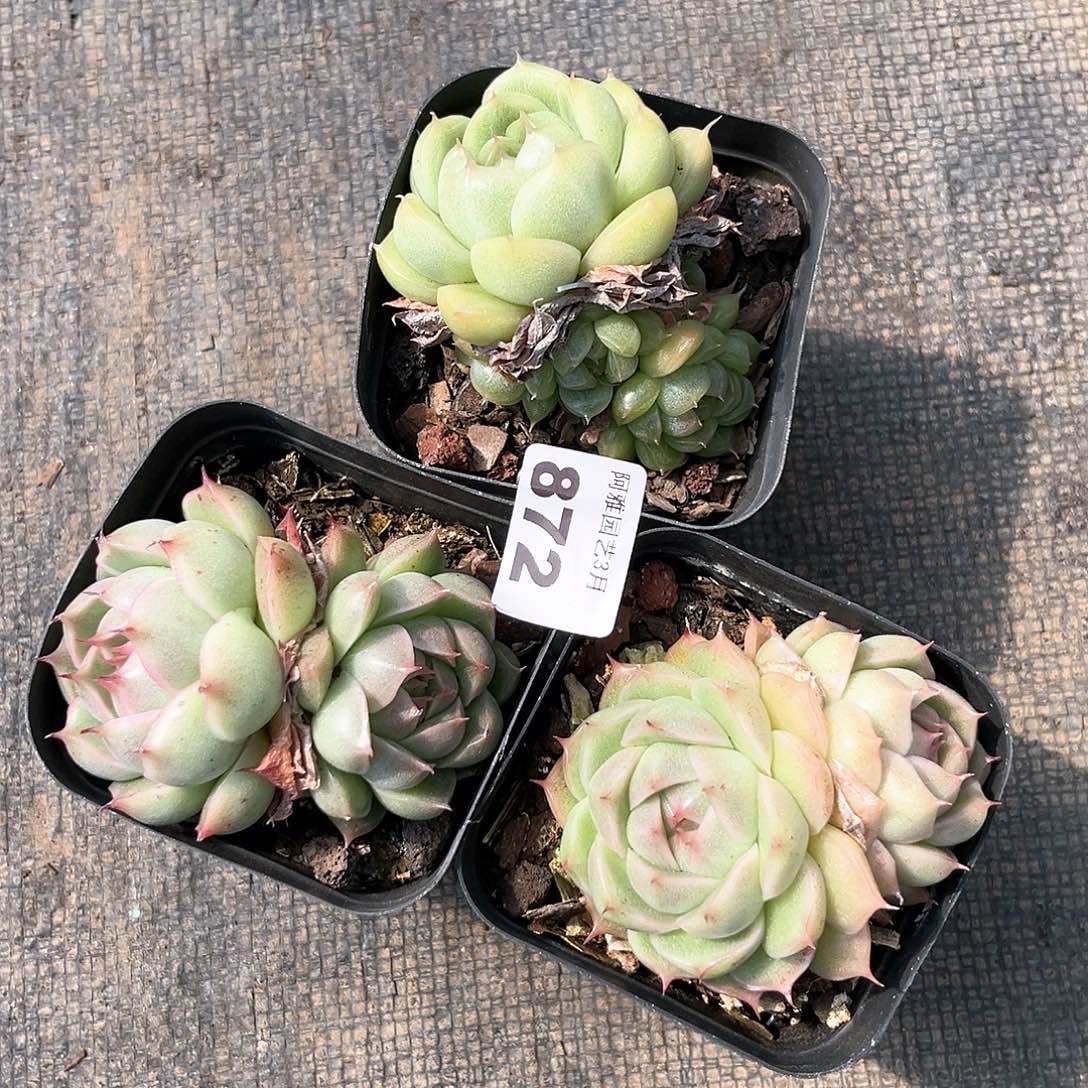 阿雅园艺。    872