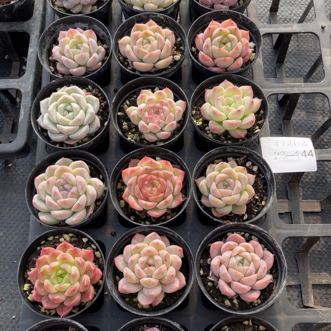 一物一拍18棵23-144