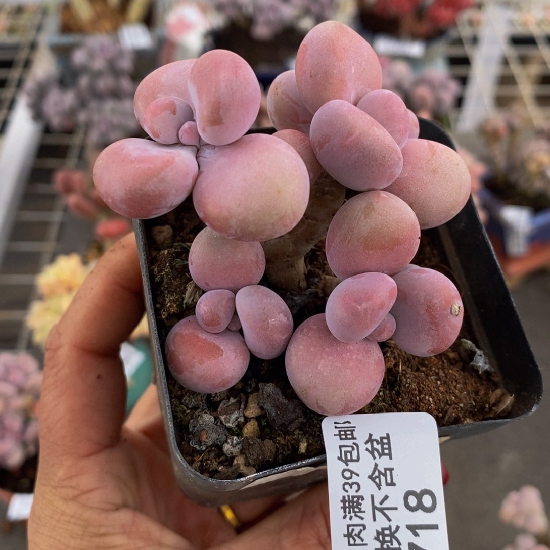 腰子桃蛋718/5c m