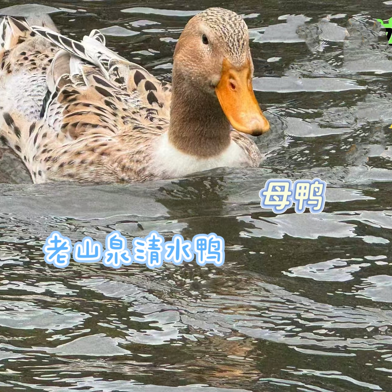 正宗放养老山泉清水鸭母麻鸭杀好4斤左右