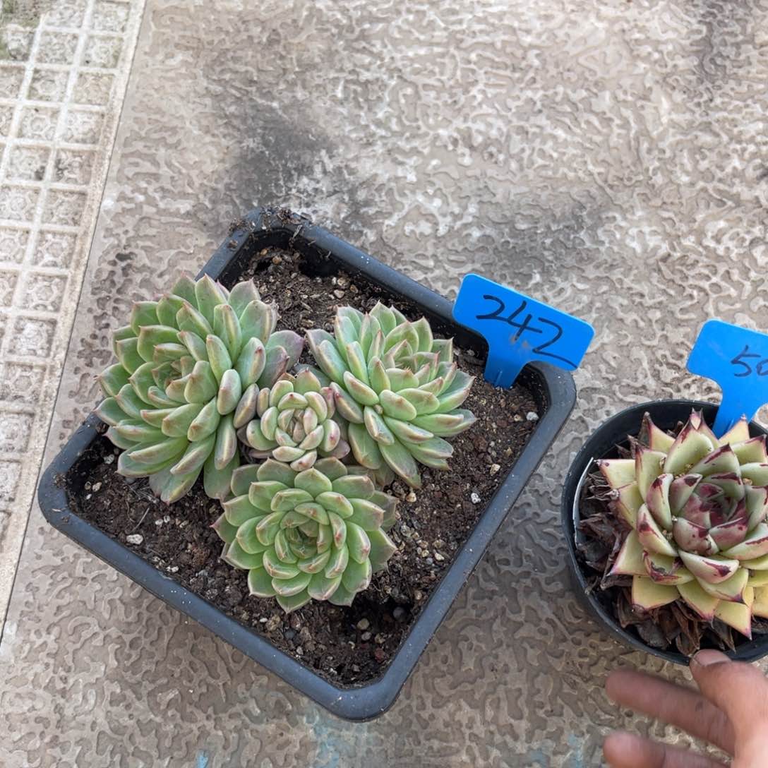 不*°242群生多肉植物