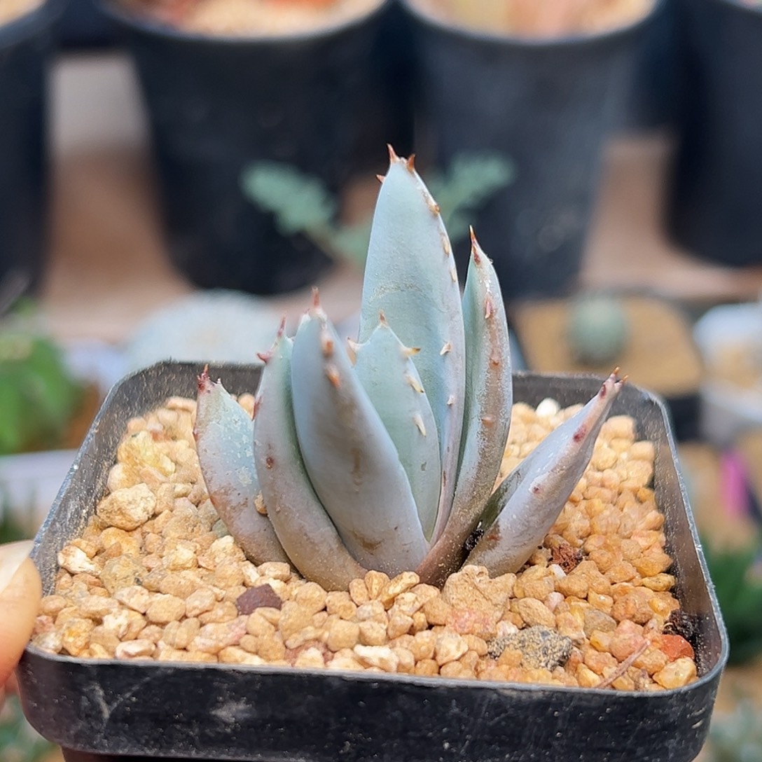 柏加芦荟实生球一颗