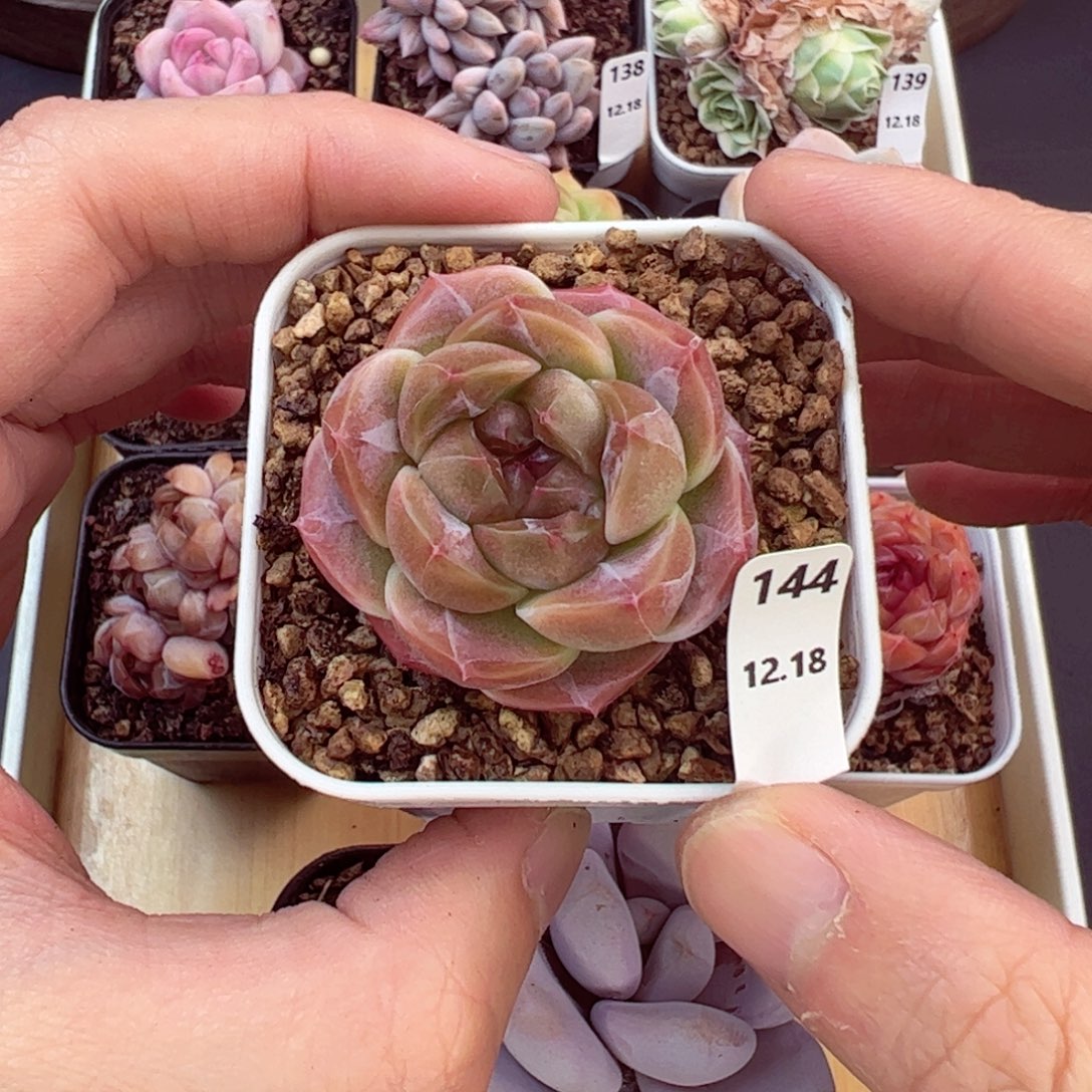 好好看144、哈哈哈哈
