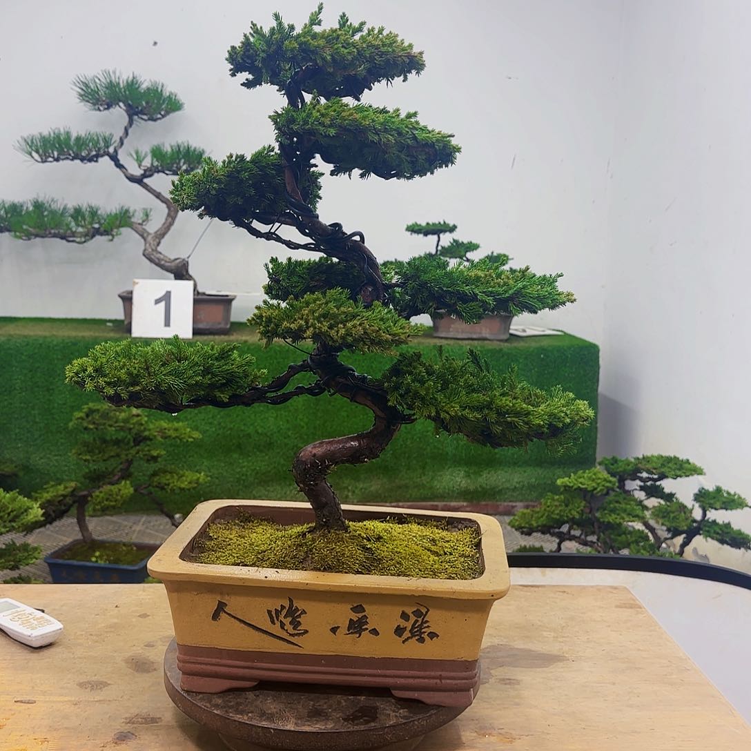 润****饰盆景盆景盆景盆景