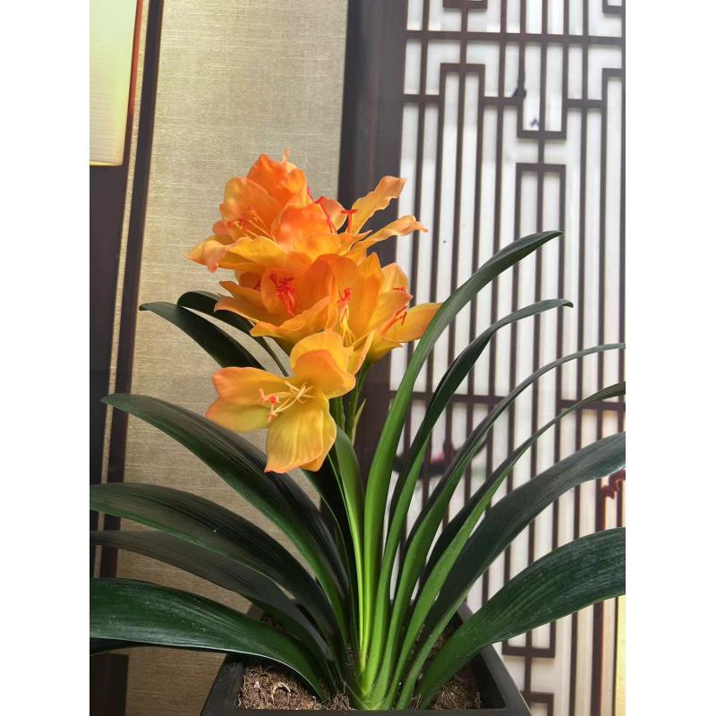 【金梦幻】黄金万两 黄花君子兰   客厅阳台书房 高端绿植