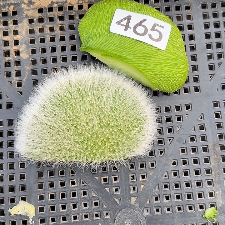陈***肖无花朵青蛇缀头465