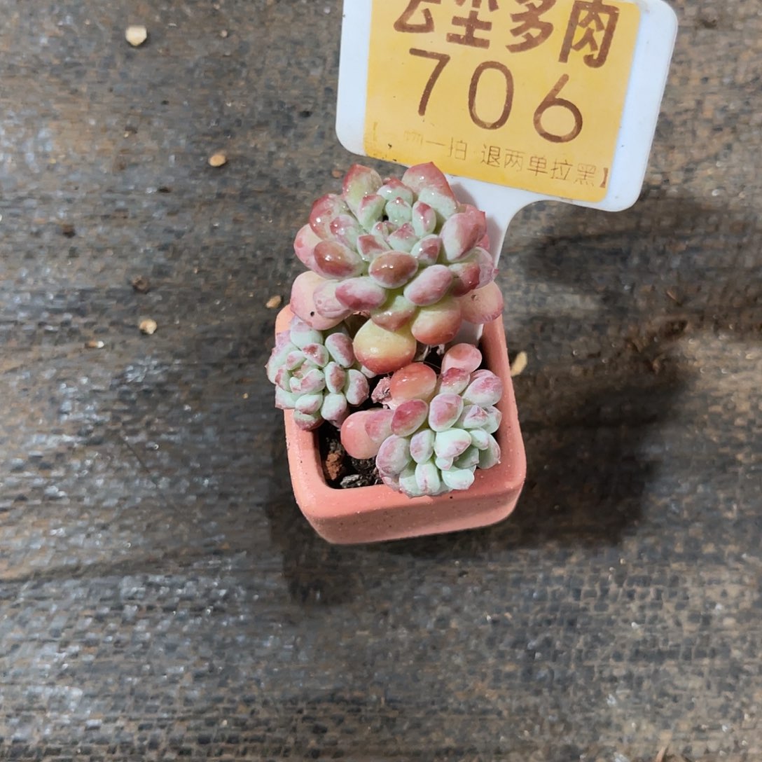 云尘多肉一物一拍 含盆 706,