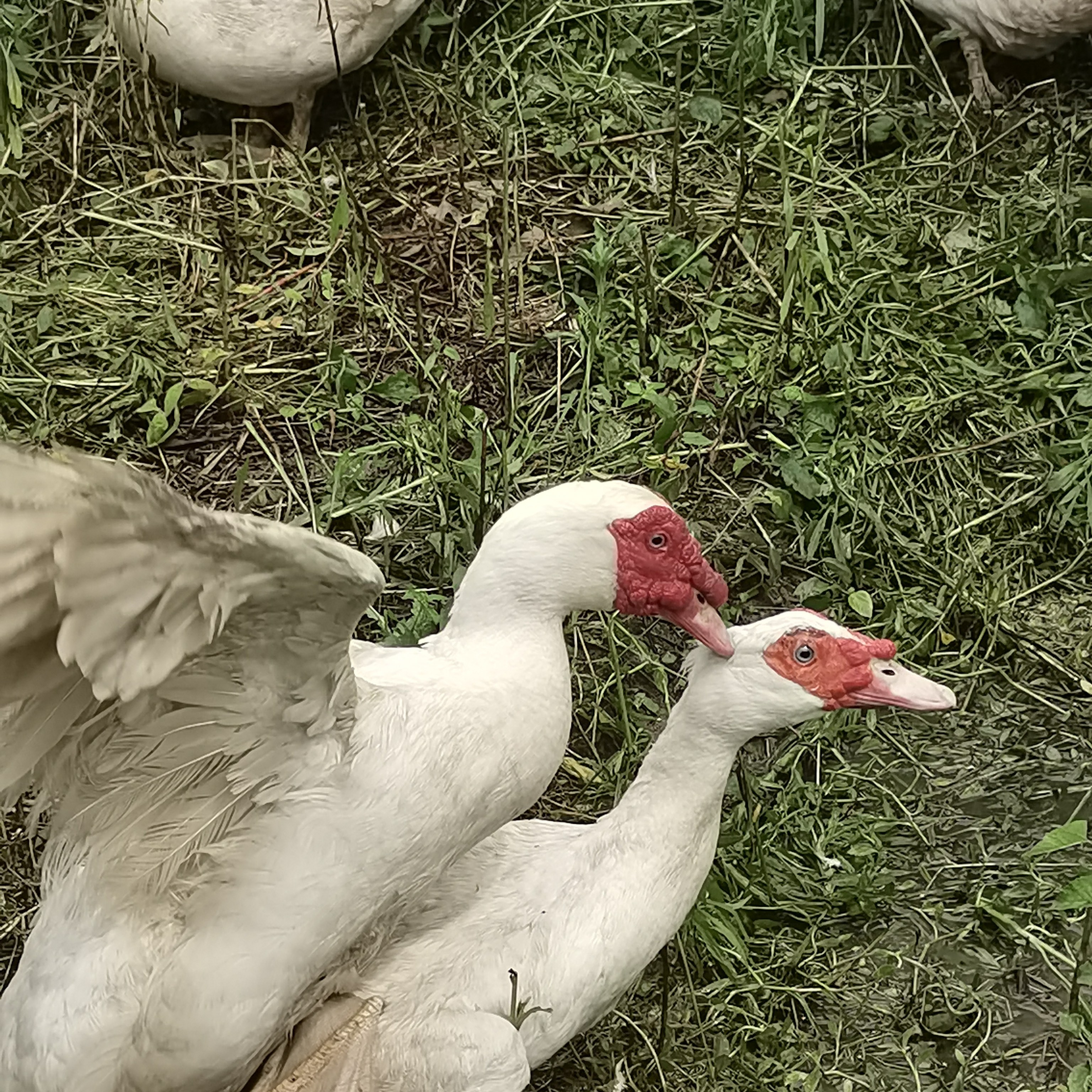 宠物鸭观赏鸭子宠物鸭柯尔鸭宠物鸭子