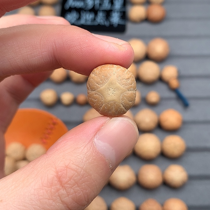 吊坠凤眼菩提18+五星，非质量问题开孔不退