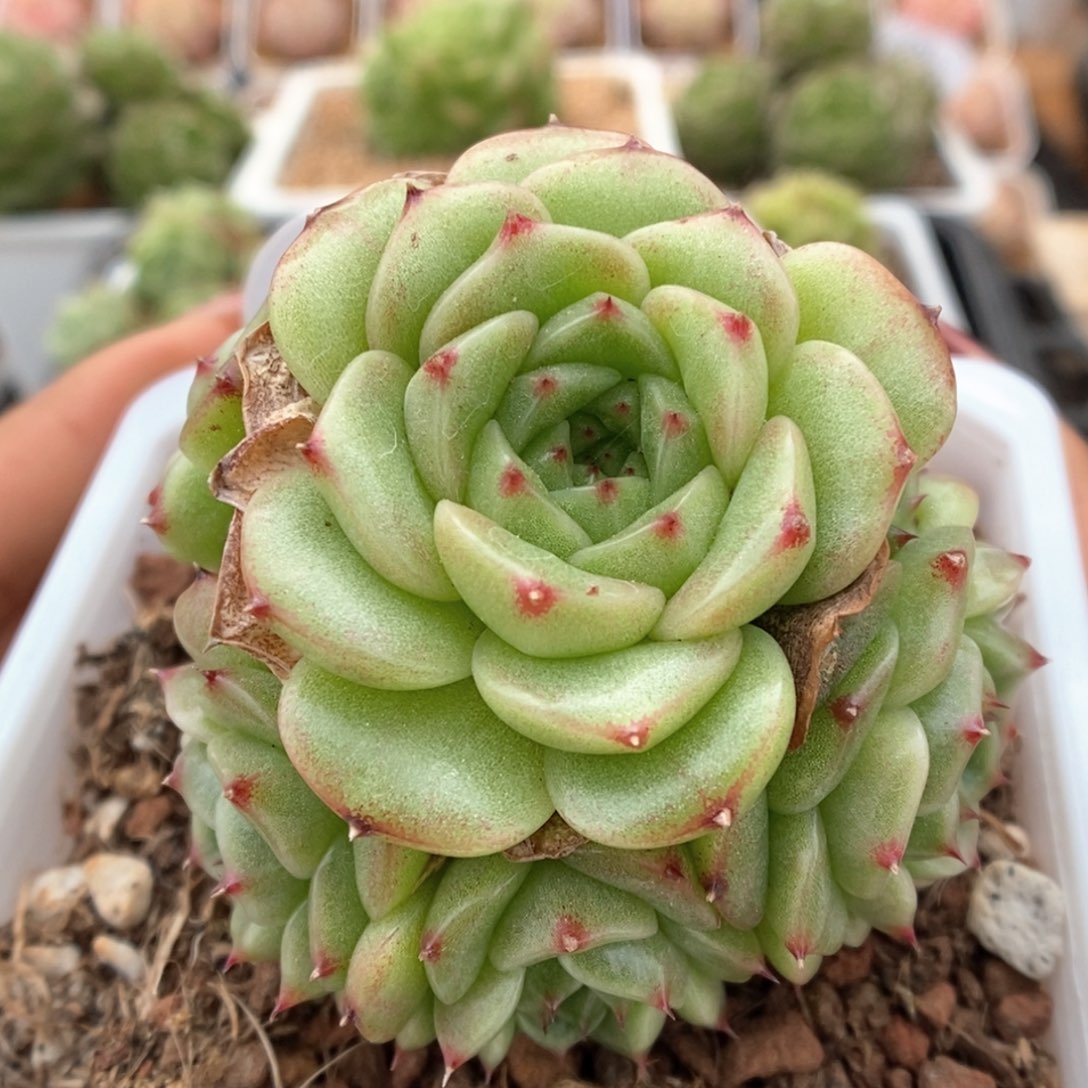 油透麦杆捧花可拍480号