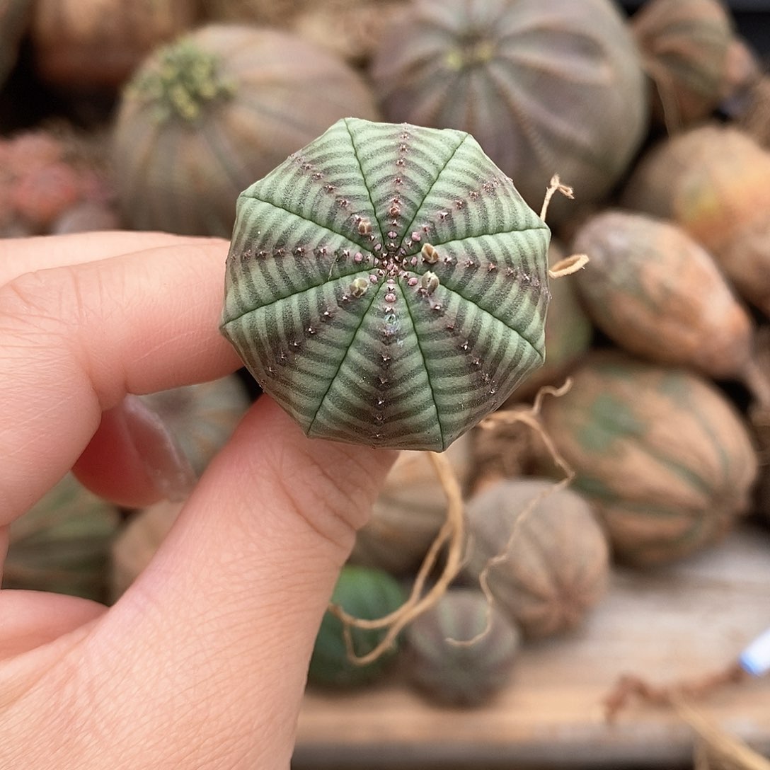 欧系布纹球多肉植物