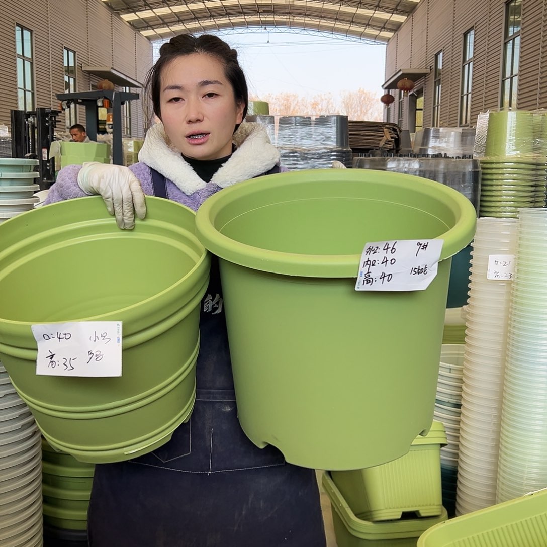 罗马盆小号果绿3个无托