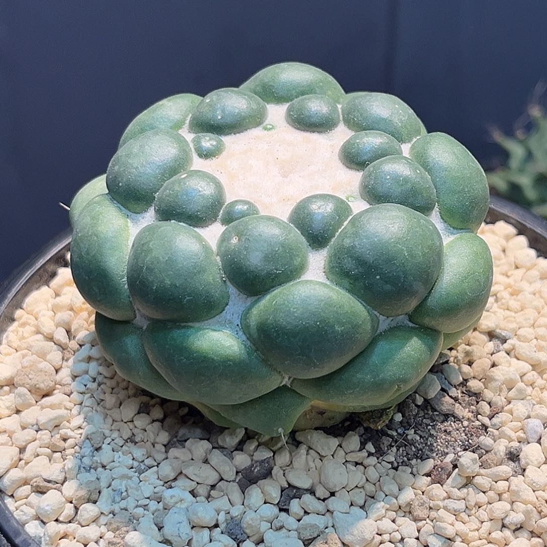 无刺象牙Zzzzzzzzzzzzzzzz