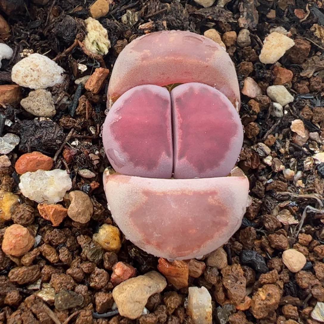 782多肉植物百科