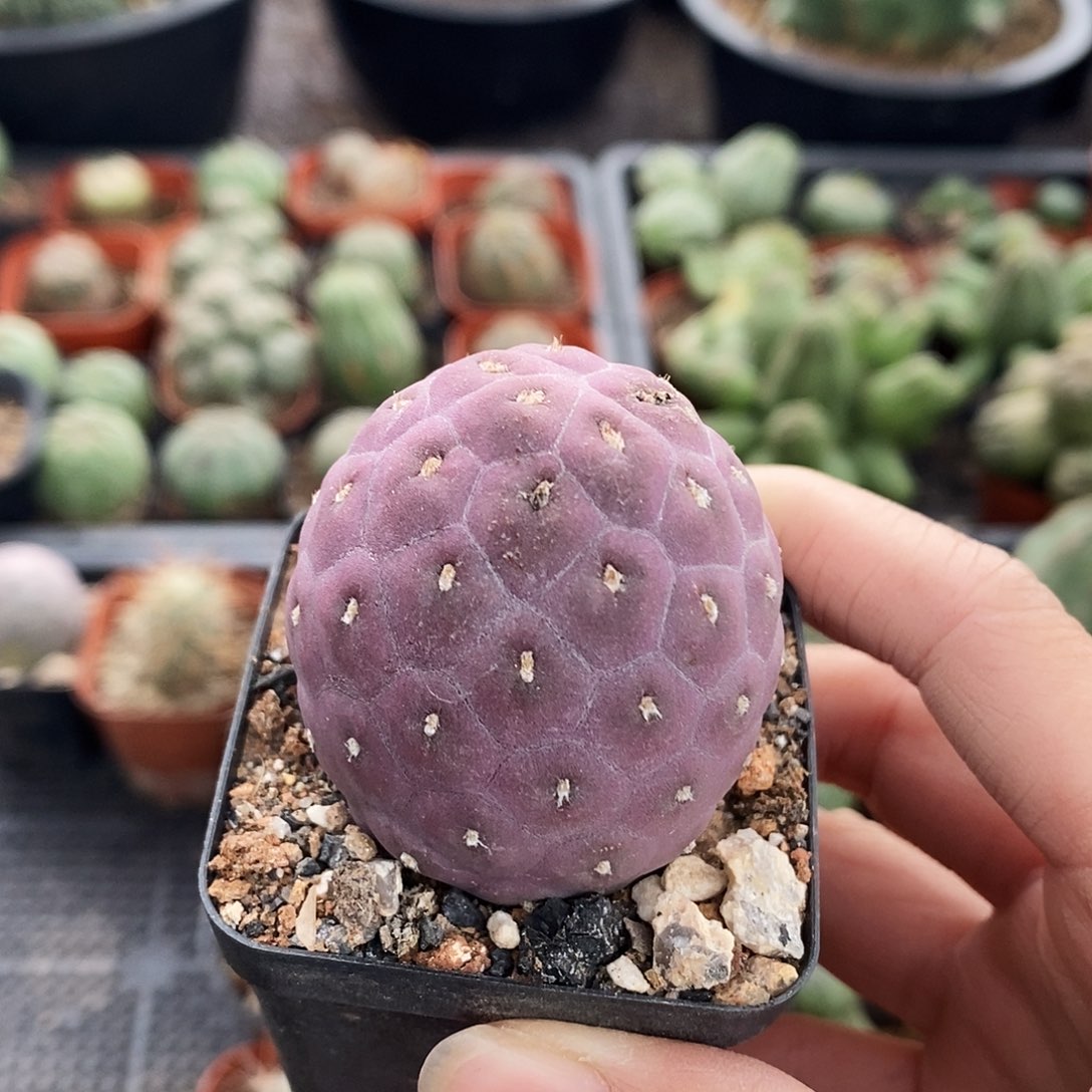 花花草草花花草草