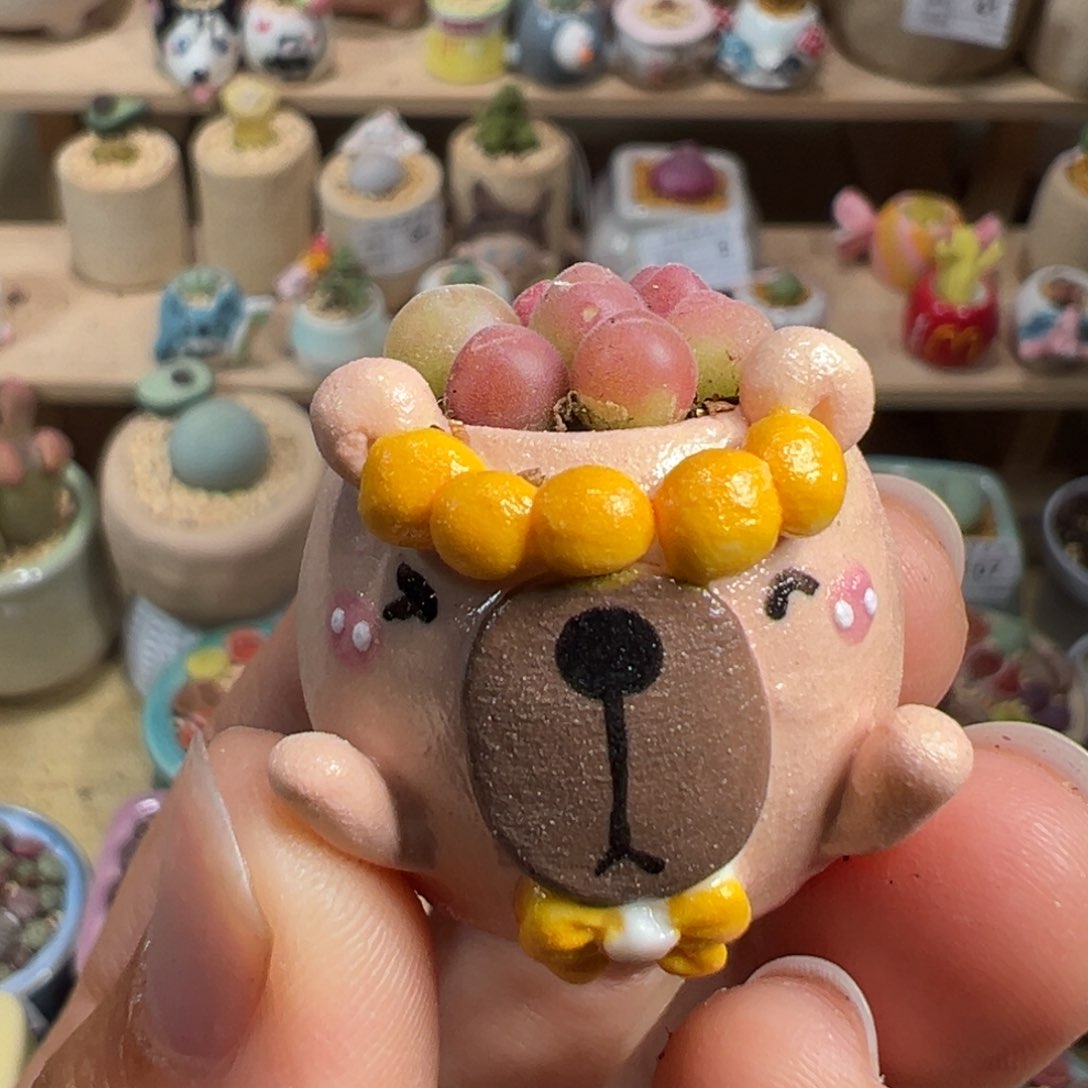 多肉植物108号拇指盆