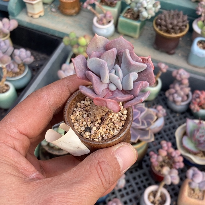 羚***主血精灵12.8带盆发货发货