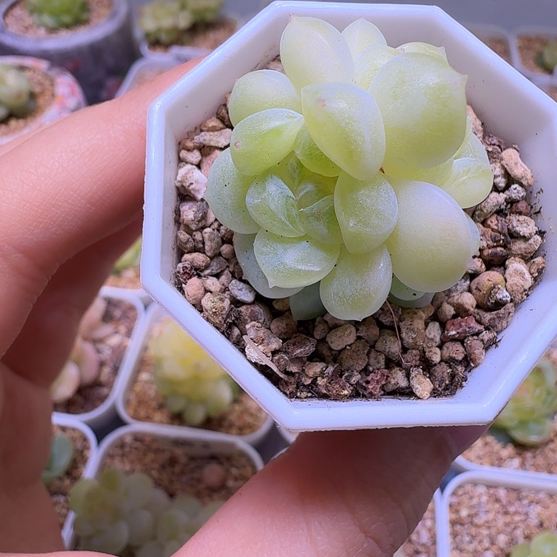 卡***伊财富暮秋一物一拍