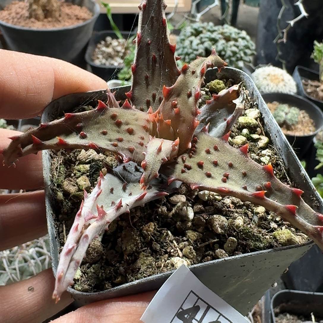 465卡萨帝脱土发货