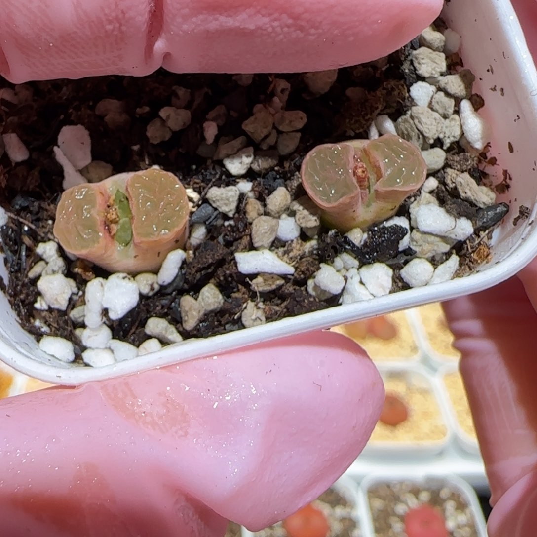 肉锥多肉植物百科-磁铁982