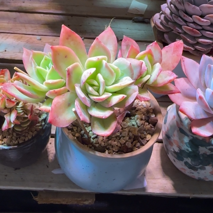 乔伊多肉植物fgvhbb