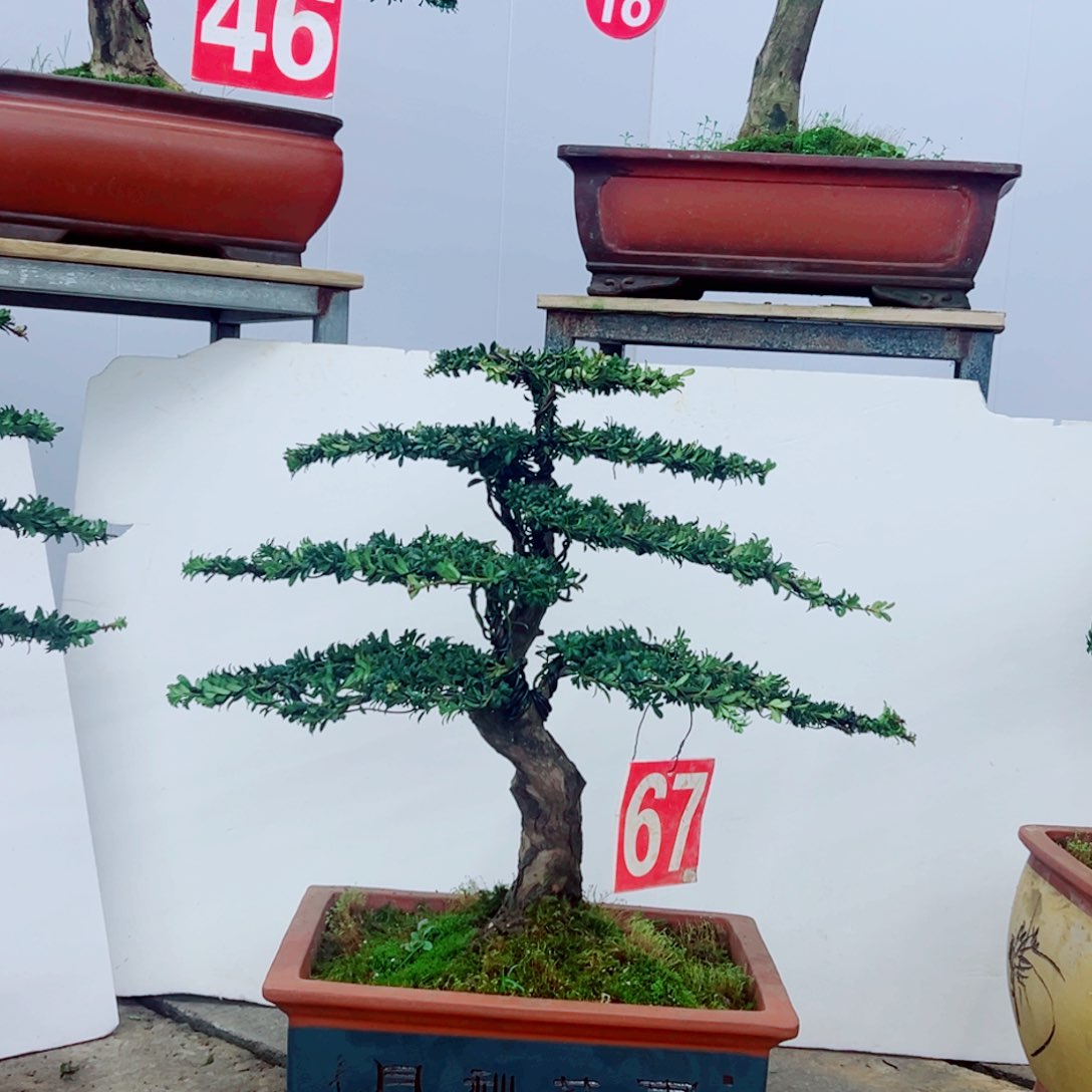 罗汉松帥*罗汉松盆景艺术作品