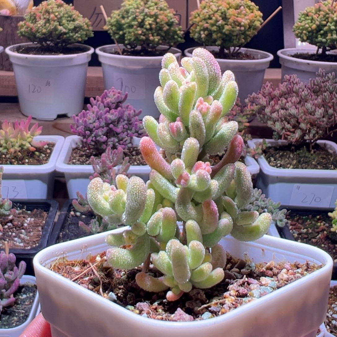 154超白一物一拍包开箱